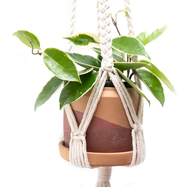 All About the Anne Plant Hanger