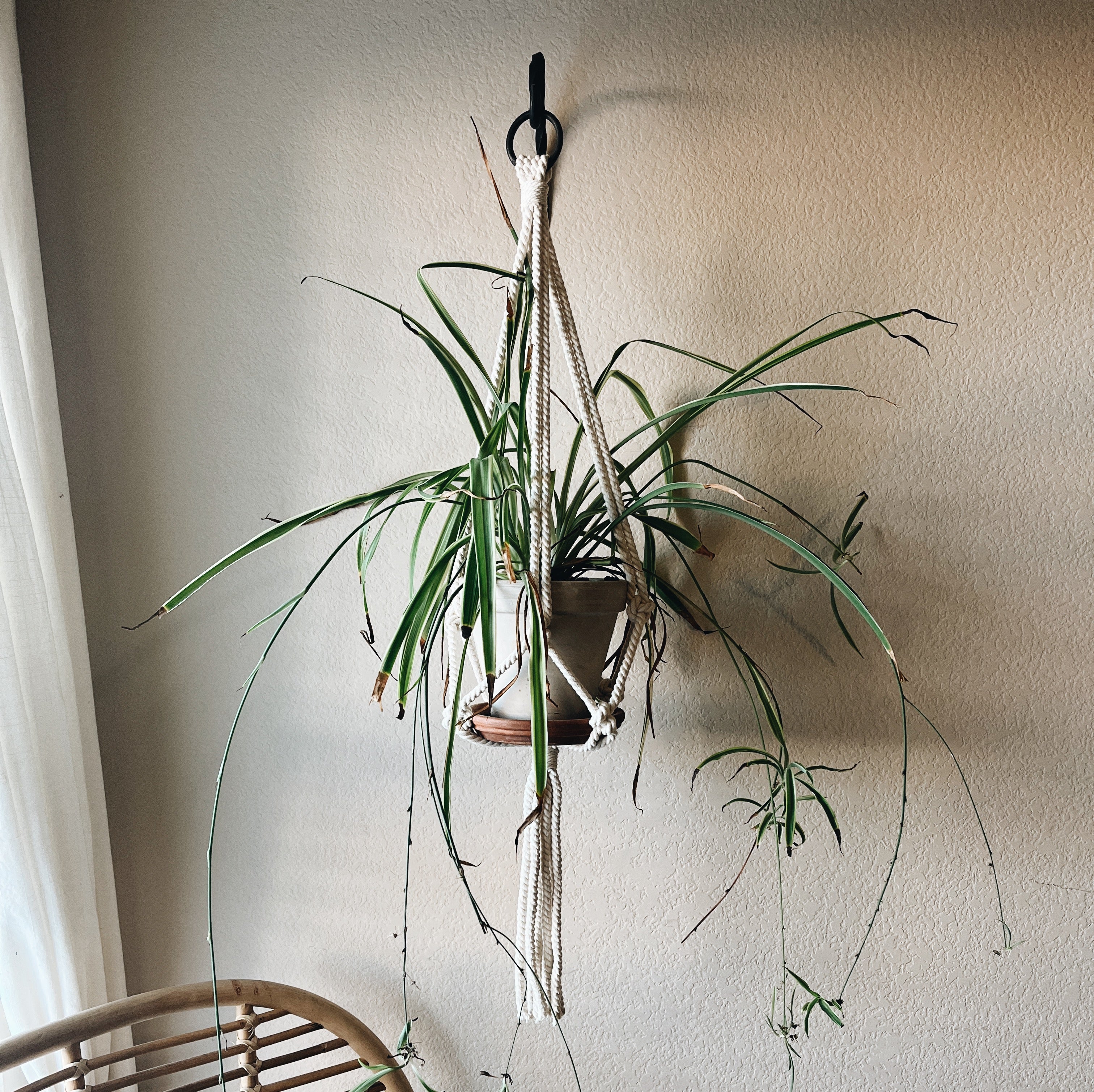 Janae Macramé Plant Hanger Hemp / Steel Ring