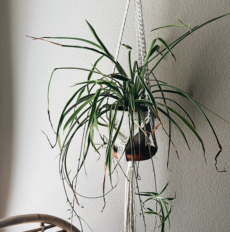 braided plant hanger Macrame Plant Hanger | Decorative Plant Hanger