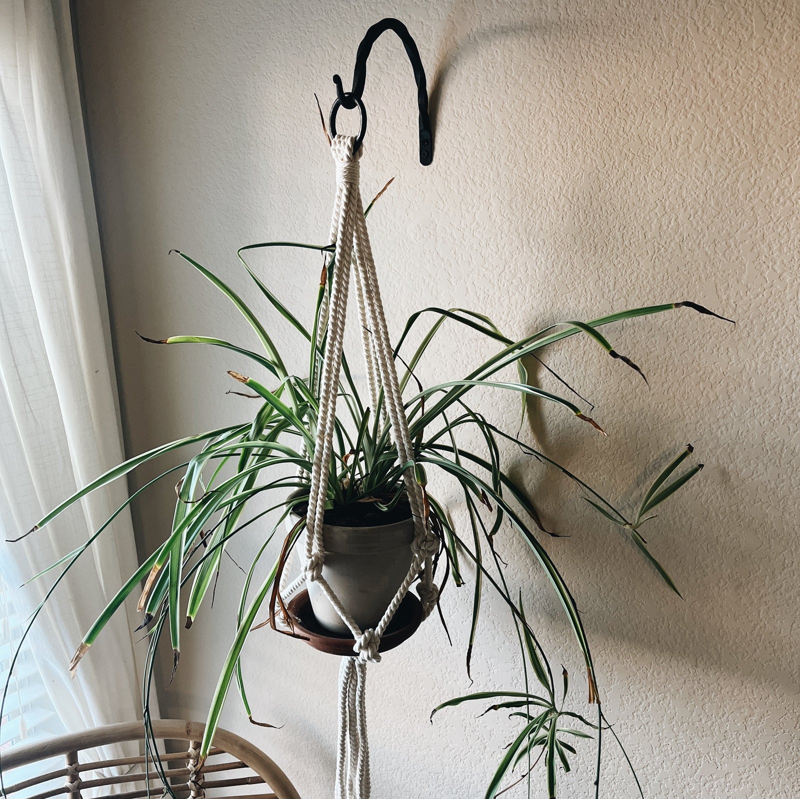 plant hanger rope Janae Macramé Plant Hanger Hemp / Steel Ring
