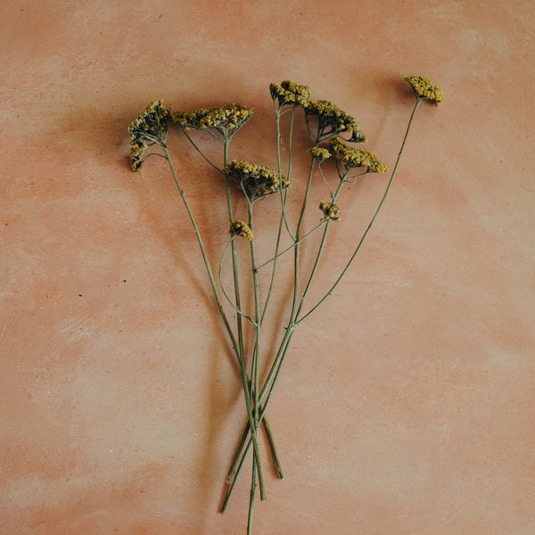 Dried Yarrow Flowers