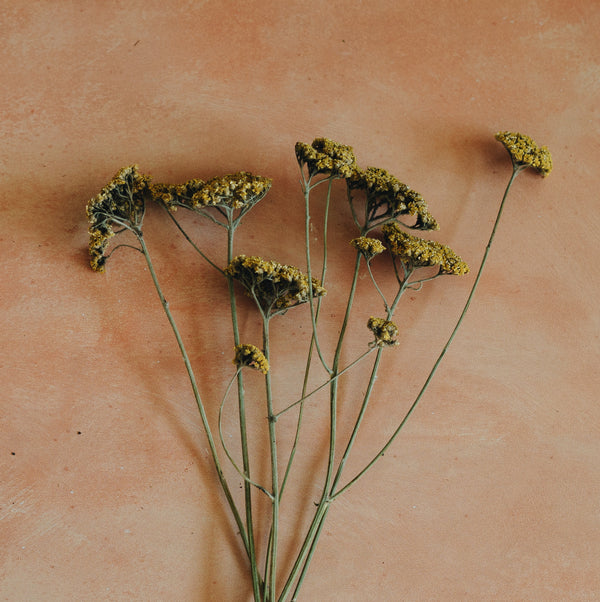 Dried Yarrow Flowers
