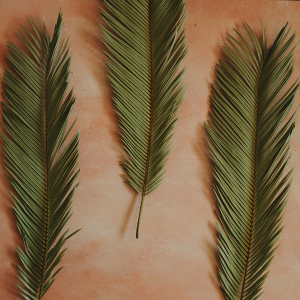 Dried Palm Leaves