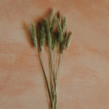 Dried Bunny Tail Grass 