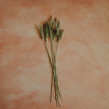 Dried Bunny Tail Grass 