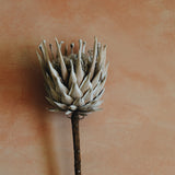 Dried Protea Flower