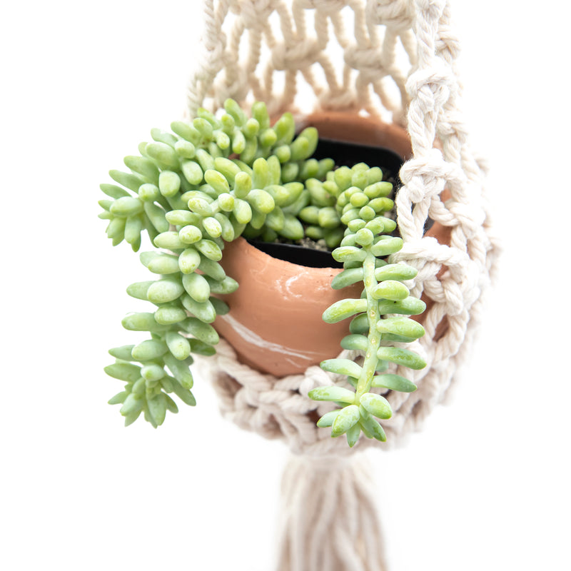 macrame plant hanger basket Macrame Plant Hanger | Wall Plant Hanger