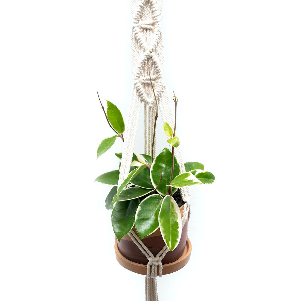 Macrame Plant Hanger | Macrame Plant Holder | Fringe and Free Chocolate