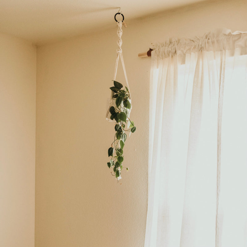 plant hanger hung from ceiling by window