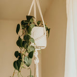 plant hanger hanging behind window