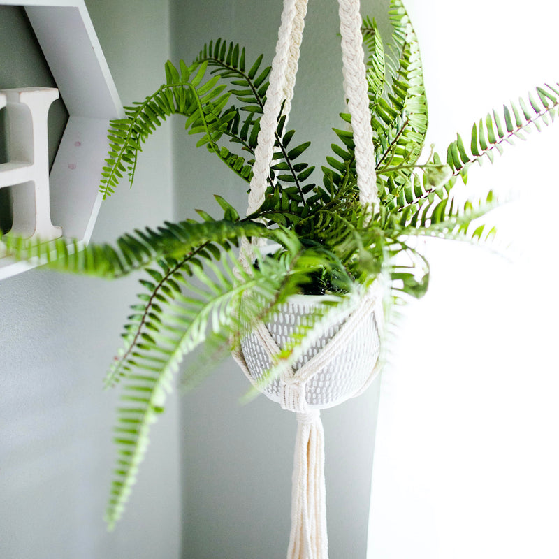 fern plant hanger Macrame Plant Hanger | Decorative Plant Hanger