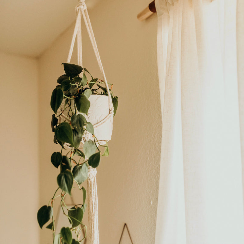 hanging ivy in plant hanger